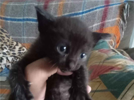 Gato para adoção Fêmea Pequeno 2 a 6 meses