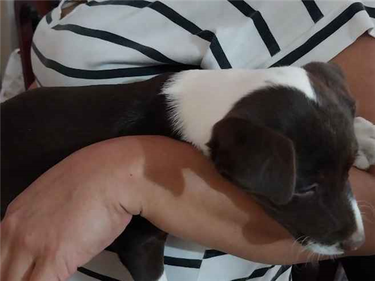 Cachorro cão para adoção Fêmea Pequeno 2 a 6 meses 