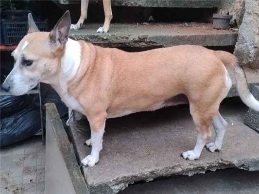 Cachorro cão para adoção Fêmea Médio  5 anos 