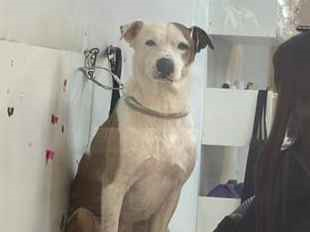 Cachorro cão para adoção Macho Grande 2 anos 