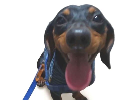 Cachorro cão para adoção Macho Pequeno 7 a 11 meses 