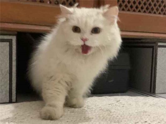 Gato para adoção Macho Pequeno 5 anos