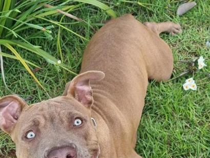 Cachorro cão para adoção Fêmea Médio  7 a 11 meses 