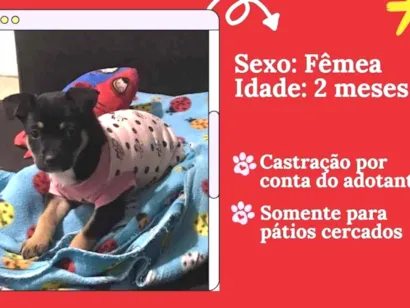 Cao SRD-ViraLata Pequeno 2-a-6-meses