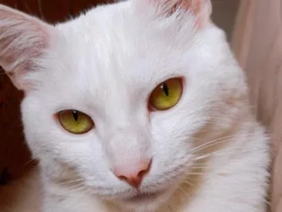Gato SRD-ViraLata Medio 2-anos