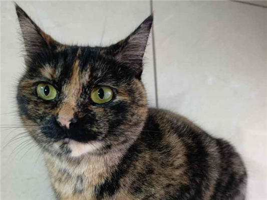 Gato para adoção Fêmea Pequeno 2 anos