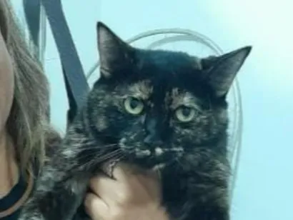 Gato SRD-ViraLata Pequeno 1-ano
