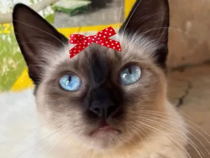 Gato Siamês Pequeno 7-a-11-meses