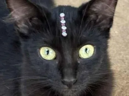 Gato SRD-ViraLata Pequeno 7-a-11-meses