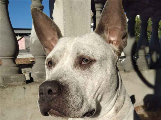 Cachorro cão para adoção Fêmea Grande 4 anos 