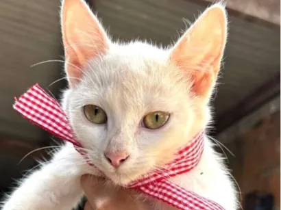 Gato SRD-ViraLata Pequeno 2-a-6-meses