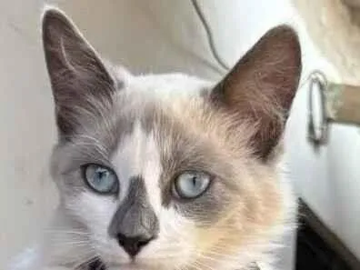 Gato SRD-ViraLata Pequeno 2-a-6-meses