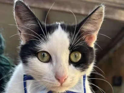 Gato SRD-ViraLata Pequeno 7-a-11-meses
