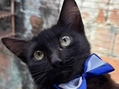 Gato SRD-ViraLata Pequeno 2-a-6-meses
