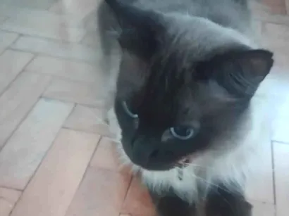 Gato Siamês Medio 2-anos
