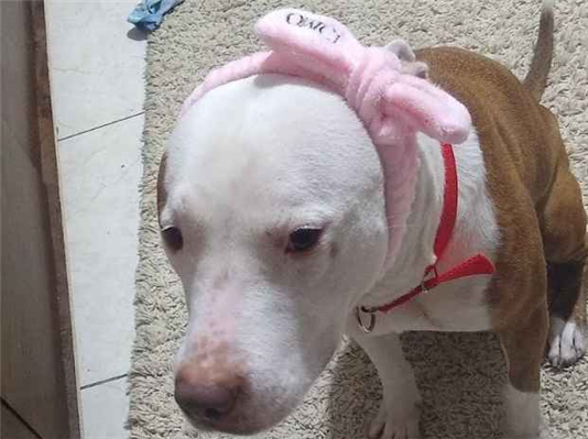 Cachorro cão para adoção Fêmea Médio  3 anos 