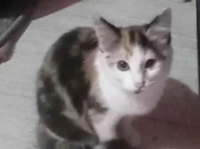 Gato SRD-ViraLata Pequeno 2-a-6-meses