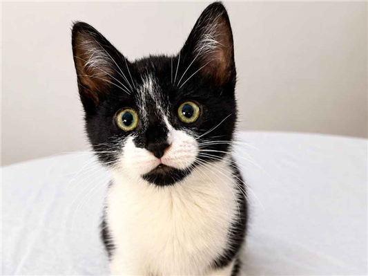 Gato para adoção Macho Pequeno 2 a 6 meses
