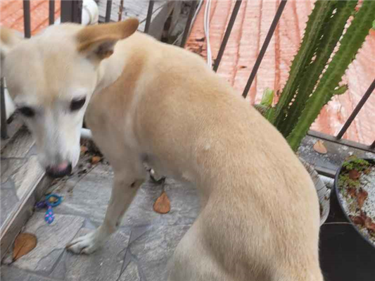 Cachorro cão para adoção Fêmea Médio  5 anos 