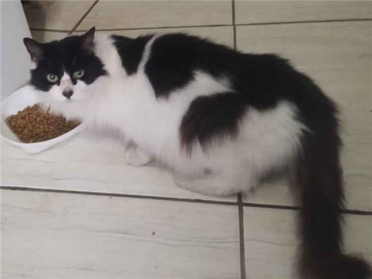 Gato para adoção Fêmea Médio 6 anos Acima