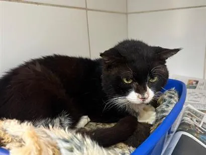 Gato SRD-ViraLata Medio 5-anos