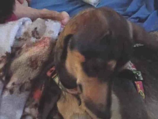 Cachorro cão para adoção Fêmea Médio  1 ano 