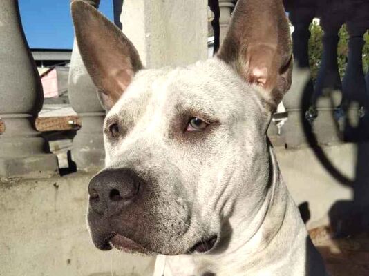 Cachorro cão para adoção Fêmea Grande 4 anos 