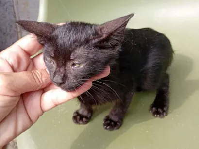 Gato SRD-ViraLata Pequeno Abaixo-de-2-meses
