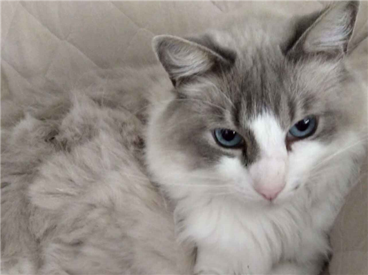 Gato para adoção Macho Grande 6 anos Acima