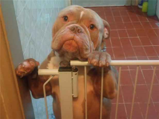 Cachorro cão para adoção Macho Médio  1 ano 
