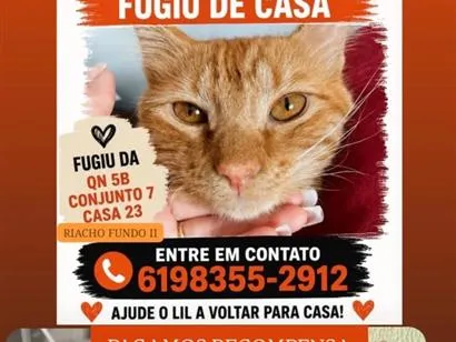 Gato SRD-ViraLata Medio 2-a-6-meses