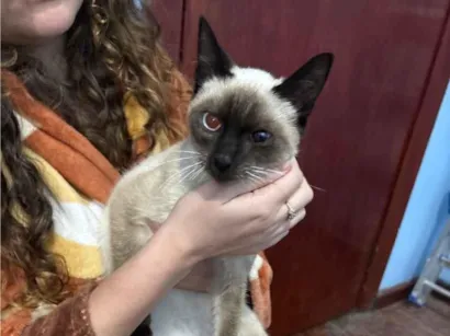 Gato Siamês Medio 2-a-6-meses