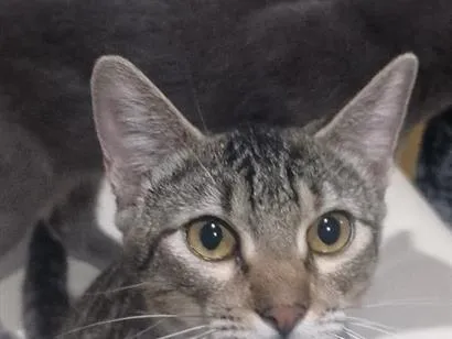 Gato SRD-ViraLata Medio 7-a-11-meses