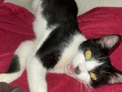 Gato SRD-ViraLata Medio 2-a-6-meses