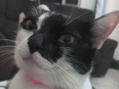 Gato SRD-ViraLata Pequeno 2-anos