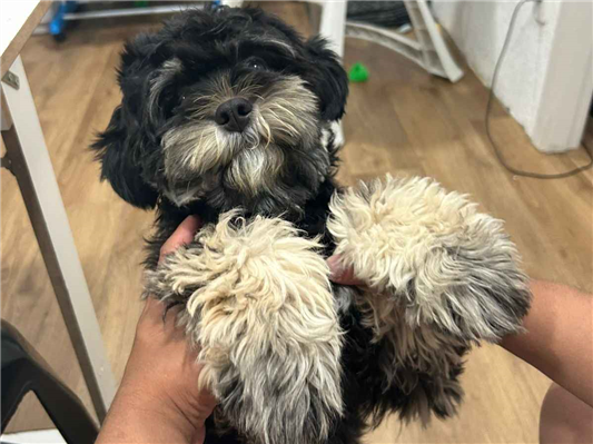 Cachorro cão para adoção Fêmea Pequeno 7 a 11 meses 