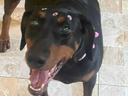 Cao Dobermann Grande 6-anos-Acima