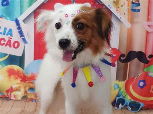 Cachorro cão para adoção Fêmea Médio  4 anos 