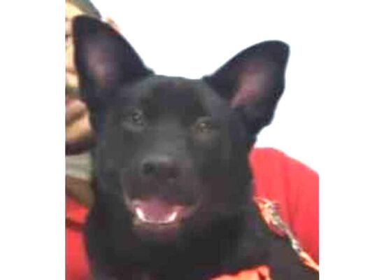 Cachorro cão para adoção Macho Médio  5 anos 