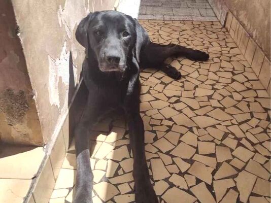 Cachorro cão para adoção Macho Grande 3 anos 