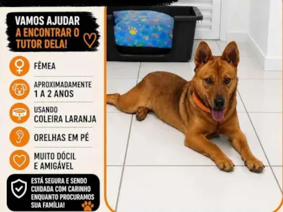 Cao SRD-ViraLata Medio 1-ano