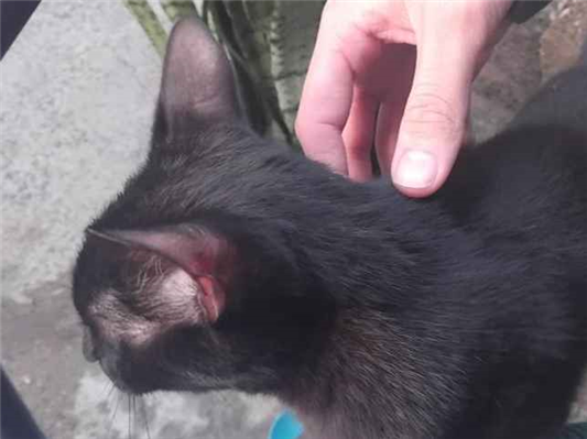 Gato - Fêmea Pequeno6 anos Acima