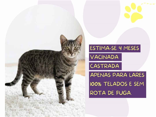 Gato para adoção Ambos Pequeno 2 a 6 meses