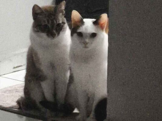 Gato para adoção Ambos Médio 3 anos