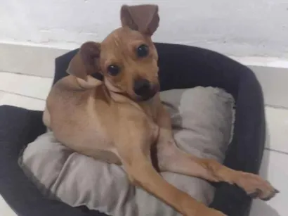 Cao SRD-ViraLata Pequeno 7-a-11-meses