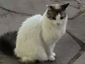 Gato SRD-ViraLata Medio 6-anos-Acima