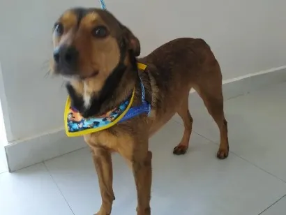 Cao SRD-ViraLata Pequeno 3-anos