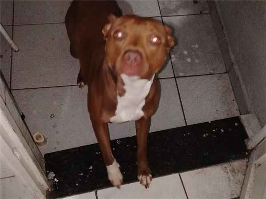 Cachorro cão para adoção Fêmea Grande 2 anos 