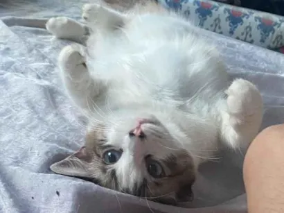 Gato SRD-ViraLata Medio 1-ano