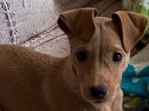 Cachorro cão para adoção Fêmea Pequeno 2 a 6 meses 